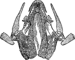 The Common Mudpuppy (Necturus maculosus) is a species of aquatic salamander found throughout the northeastern United States, and parts of Canada. Pictured here is the ventral view of the cranium.