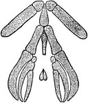 The Common Mudpuppy (Necturus maculosus) is a species of aquatic salamander found throughout the northeastern United States, and parts of Canada. Pictured here is the hyoid and branchial apparatus