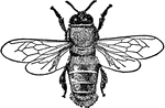 Honey bees (or honeybees) are a subset of bees, primarily distinguished by the production and storage of honey and the construction of perennial, colonial nests out of wax. Pictured here is a male honey bee.