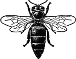 Honey bees (or honeybees) are a subset of bees, primarily distinguished by the production and storage of honey and the construction of perennial, colonial nests out of wax. Pictured here is a queen honey bee.