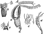 Honey bees (or honeybees) are a subset of bees, primarily distinguished by the production and storage of honey and the construction of perennial, colonial nests out of wax. Pictured here are the various legs of hive bees.