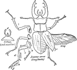 An illustration of the dorsal view of a stag beetle.