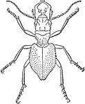 An illustration of a manticora tuberculata.
