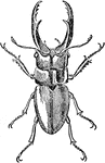 An illustration of a cladognathus cinnamomeus beetle.