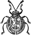 An illustration of a eumorphus ivguttatus beetle.
