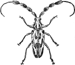 An illustration of a lophonocerus barbicornis beetle.