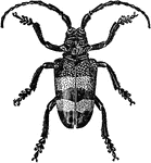 An illustration of a phryneta aureocincta beetle.