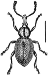 An illustration of a otiorrhynchus ligustici beetle.