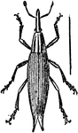 An illustration of a lixus paraplecticus beetle.