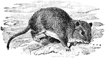 The Hispid Cotton Rat (Sigmodon hispidus) is a small rodent in the Cricetidae family of New World rats and mice.