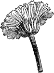 An illustration of the head of a marigold flower.