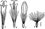 An illustration of a 1, disk floret; 2, same cut vertically; 3, ray-floret; and 4, fruit with pappus.