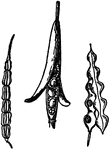 "Siliques. 1. Of Cardamine bulbosa. 2. Of Raphanus Raphanistrum. 3. Of Heliophila crithmifolia." -Whitney, 1911