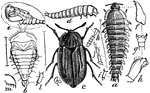 "Carrion-beetle (Silpha inaequalis). a, larva; d, same; f, g, h, mandible, labium, and maxilla of larva; i, j, anal process and antenna of same; m, one of the lateral processes. b, pupa; e, same; l, anal process of same. c, beetle; k, anterior tarsus of same." -Whitney, 1911