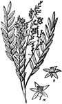 "Branch of Simarouba amara, with female flowers. a, a male flower; b, a female flower." -Whitney, 1911