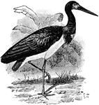 The Abdim's Stork (Ciconia abdimii) is a large bird in the Ciconiidae family of storks.