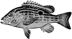 The Lane Snapper (Lutjanus synagris) is a colorful fish in the Lutjanidae family of snappers.
