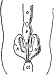 An illustration of a chiton's excretory and reproductive organs. O, Ovary; P, Pericardium; N, Nephridium; r, rectum; and Cl, Cloacal or pallial chamber of Neomaniae and Chaetoerma.