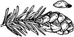 An illustration of the hemlock spruce's seed, cone, and foliage.
