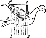 An illustration of Borelli's bird with artificial wings. "r e, Anterior margin of the right wing, consisting of a rigid rod; o a, Posterior margin of the left wing same as the right; b c, Anterior; and f, Posterior margins of the left wing same as the right; d, Tial of the bird; r g, d h, Vertical direction of the down stroke of the wing." -Britannica, 1910.