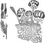 Rusts are fungi in the Uredinales order that are plant parasites and resemble rust."Ravenelia. a, stem of Cassia nictitans with teleutospores on the stem and uredospores on the leaves; b, stem and teleutospores enlarged; c, section showing the teleutospores."
