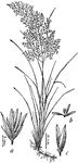 Blowout Grass (Redfieldia flexuosa) is a grass found on sand dunes. &quot;a, spikelet; b, flower; c, glumes.&quot; -Whitney, 1911