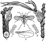 &quot;Resin-gnat (Diplosis resinicola). a, adult female; b, wing of same; c, cross-section of antenna of female; d, same of male; e, section of pine twig showing work of larvae; f, same showing extruded pupa-cases; a, e, f, enlarged; b, c, d, still more enlarged.&quot; -Whitney, 1911