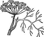 Dill (Anethum graveolens) is a short-lived perennial herb. It is the sole species of the genus Anethum, though classified by some botanists in a related genus as Peucedanum graveolens.