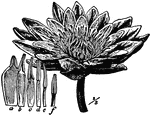 An illustration of a white water lily and the transition from petals to stamens.