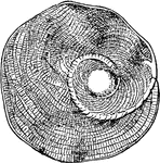 An illustration of a heterostegina, a prehistoric foraminifera.