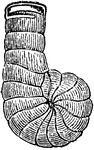 An illustration of a Spirolina, a sculptured imperfectly coiled shell.