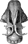 Cartilaginous framework of the nostril-seen from above. Labels: a, right alar cartilage; a', left alar cartilage' b, terminal portion of the septum nasi.
