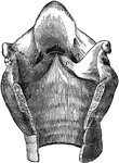 Cavity of the larynx- opened posteriorly. Labels: a, lateral ventricles of the larynx; b, middle ventricle; c, true vocal cords.