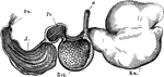 Stomach of an sheep seen from the left side- the last three compartments are laid open and reflected forwards. Labels: a, esophagus; Ru., rumen; Ret., reticulum; Ps., psalterium; A., abomasum; Du., duodeum. The esophageal canal is seen traversing the lesser curvature of the reticulum.