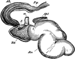 Stomach of a musk deer, left aspect- the last three compartments opened and reflected forwards. Rn, rumen; Rt, reticulum; Ab, abomasum; Py, pylorus; ae, esophagus; X, opening of the tube which represents the psalterium; Spl, spleen.
