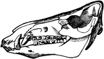 Skull of a hog- showing healthy teeth.