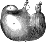 Stomach of a hog- inflated. Labels: a, cardiac portion; b, its accessory cul-de-sac; c, pyloric portion; d, lesser curvature; c, greater curvature; f, esophagus; g, pyloric orifice.