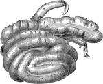 Caecum and colon of a hog-inflated. Labels: a, ileum; b, caecum; c, colon; d, rectum.