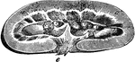 Horizontal section of the kidney of a hog. Labels: a, cortical substance; b, medullary substance; c, renal papillae; d, infundibulum; e, ureter cut across.