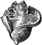 Right side of the heart-laid open. Labels: 1, right ventricle; a, its external wall; b, carneae columnae; c, great moderator band; d, origin of pulmonary artery; e, sigmoid valves; 2, right auricle; a, foramina Thebesii and musculi pectinati; b, opening of anterior, and c, of posterior vena cava.