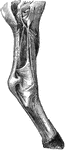 Arteries of the right posterior limb- external view. Labels: 1, popiteal; 2, posterior tibial; 3, anterior tibial; a, peroneal; b, muscular branches; 4, perforating pedal; 5, great metatarsal.