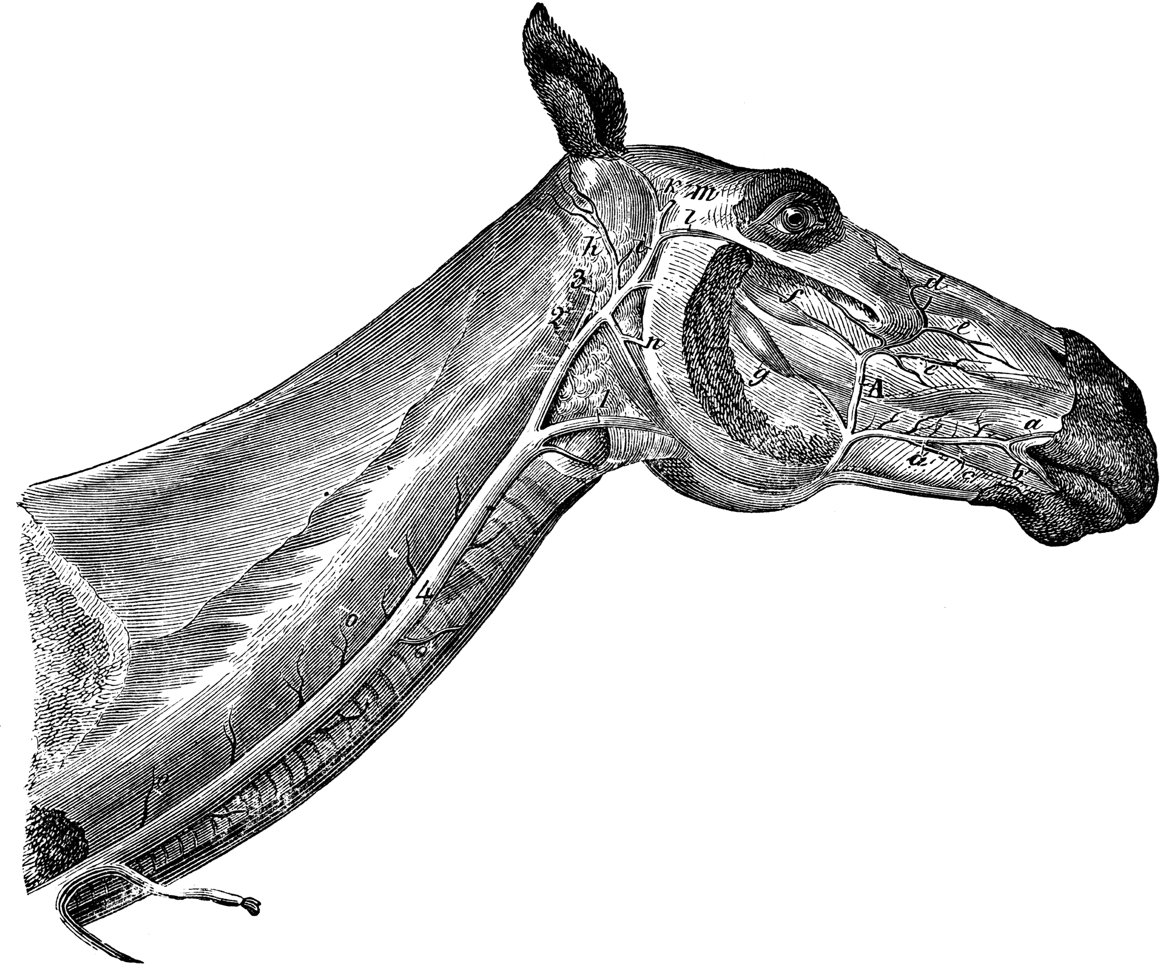 Head and Neck of a Horse Showing Veins | ClipArt ETC