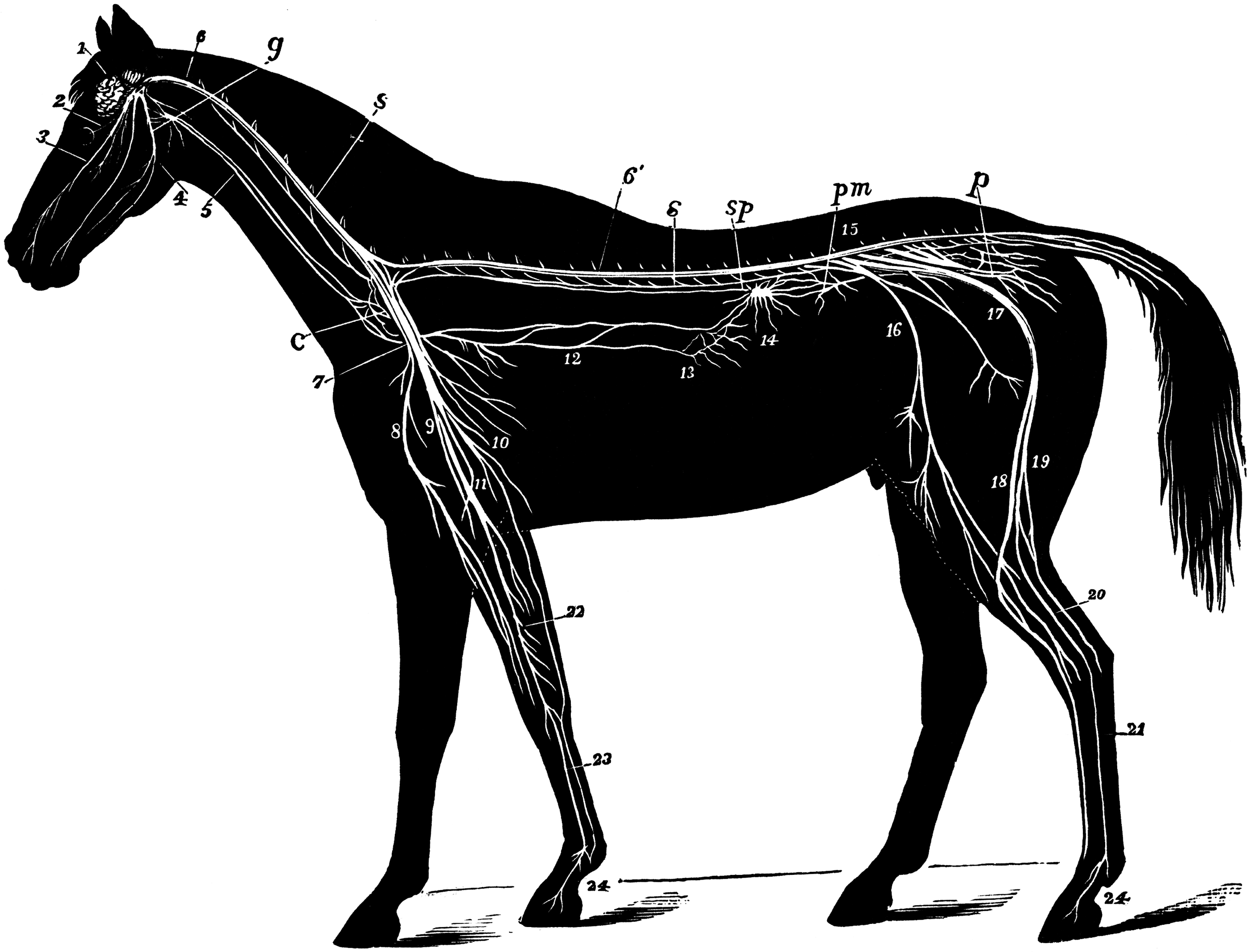 Нервная система лошади анатомия