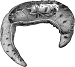 Fetus of a cow, with its membrane. Labels: a, placenta; b, chorion with the allantois adherent to its inner surface; c, amnion seen through outer covering; d, fetus seen through its covering.