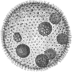 These protozoans form colonies. The large spherical colonies of Volvox globator are composed of several thousand cells around a hollow center.