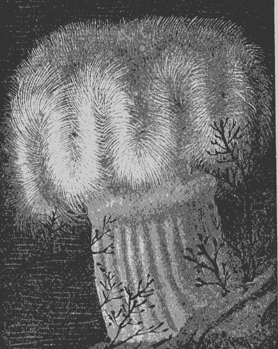 Sea Anemone