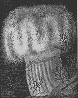 Sea Anemone