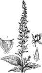 An illustration of: 1, Coralla cut open showing the four stamens; 2, Unripe fruit (lengthwise); 3, ripe capsule split open; and the foxglove plant. Digitalis is a genus of about 20 species of herbaceous perennials, shrubs, and biennials that are commonly called foxgloves. The genus was traditionally placed in the figwort family Scrophulariaceae, but upon review of phylogenetic research, it has now been placed in the much enlarged family Plantaginaceae. The genus is native to Europe, western and central Asia, and northwestern Africa. The scientific name means "finger-like" and refers to the ease with which a flower of Digitalis purpurea can be fitted over a human fingertip. The flowers are produced on a tall spike, are tubular, and vary in colour with species, from purple to pink, white, and yellow. The best-known species is the Common Foxglove, Digitalis purpurea. It is a biennial, often grown as an ornamental plant due to its showy flowers, that range in colour from purples through to whites, with variable marks and spotting. The first year of growth produces only the long, basal leaves. In the second year, the erect leafy stem 0.5-2.5 m tall develops.