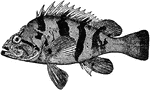 The Tiger Rockfish (Sebastes nigrocinctus) is a rockfish in the Scorpaenidae family of scorpionfish.