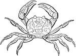An illustration of the violet land crab, Gecarcinus ruricola.